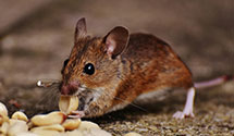 24 Hour & Emergency Exterminators in Sweetwater, NC